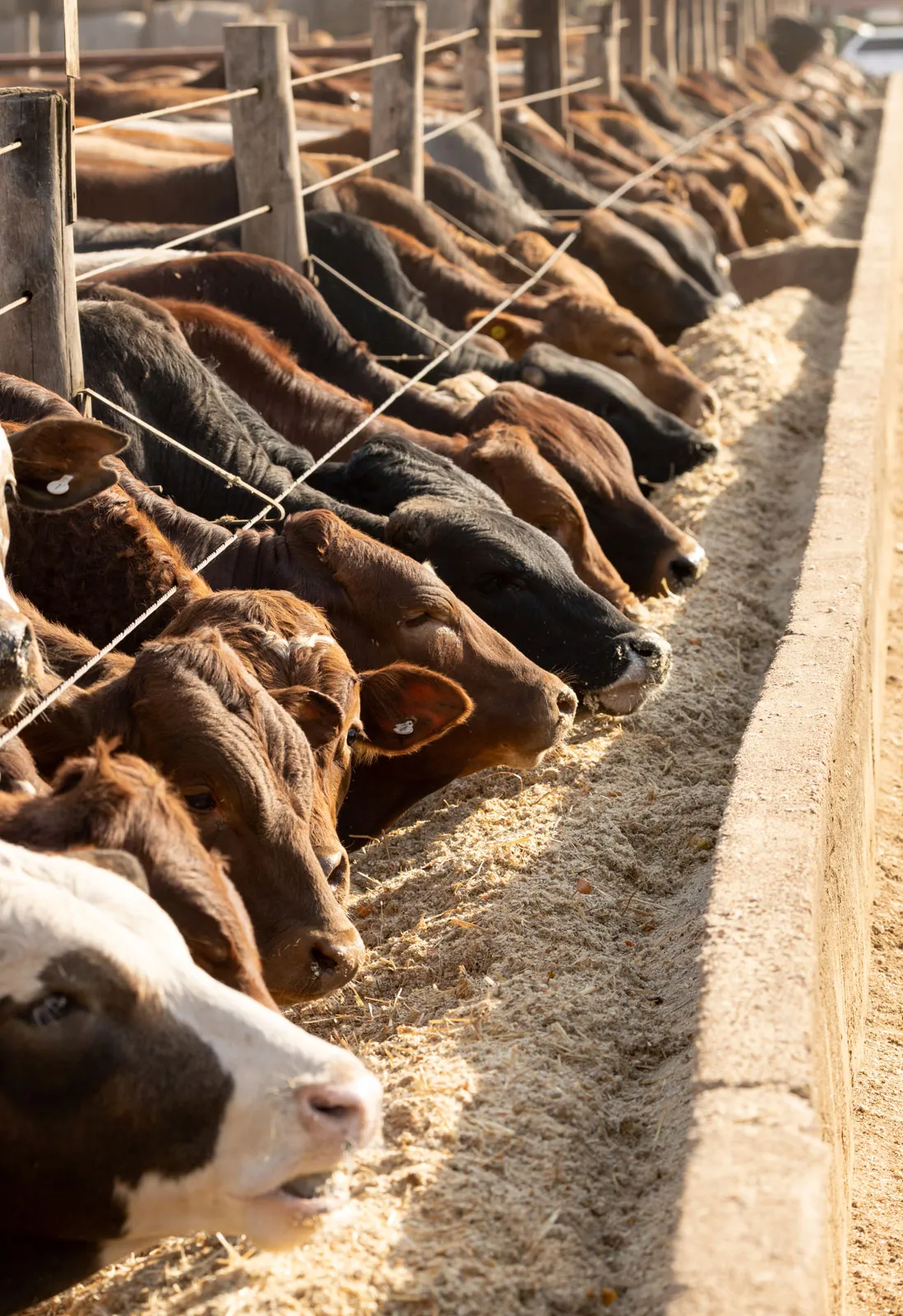 cattle feedlot south africa beef industry
